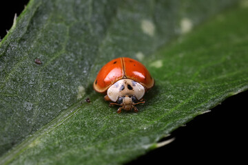 ladybug on green leaves, North China