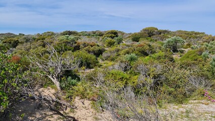 flechten moose amazonas 