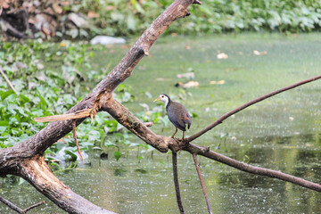 bird on a tree