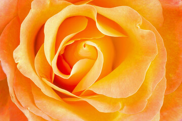 Close-up of a yellow rose revealing its patterns, textures, and details