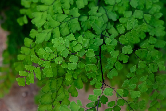 Adiantum capillus-veneris (Avenca) bright green leaves filling the entire frame of the image; nature concept