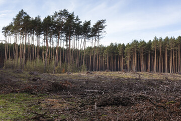 las sosnowy  po planowanej wycince 