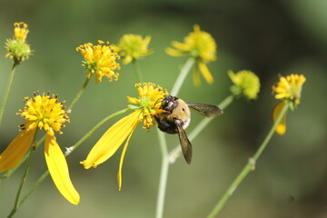 Honey bee on yellow flower