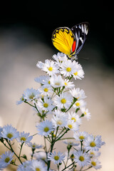 Butterfly feeding on the white flower