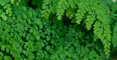 Adiantum capillus-veneris (Avenca) bright green leaves filling the entire frame of the image; nature concept