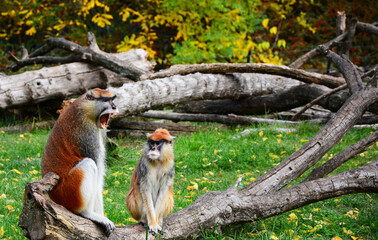 squirrel in the tree