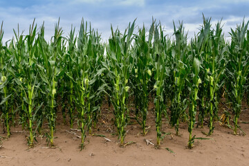 Cornfield in Buenos Aires Province, Argentina