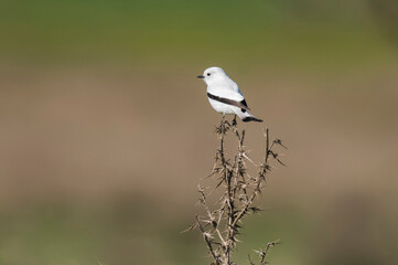 White monjita, xolmis irupero, perched, Patagonia Argentina