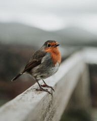 Festive Robin Redbreast