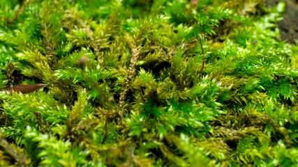 moss, macro shot, forest moss texture from extreme close range, background
