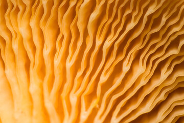 close-up of mushroom cap gills, macro shot, texture of the bottom of the mushroom from an extremely close distance