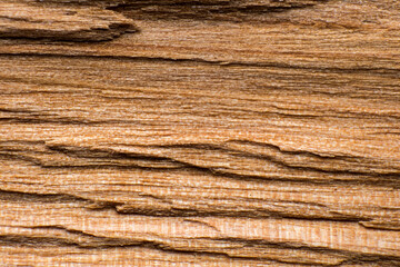Fototapeta premium texture of a log or log split across, macro shot, wood fibers are visible