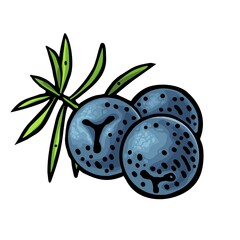 Branch of Juniper with berries. Vintage vector color engraving