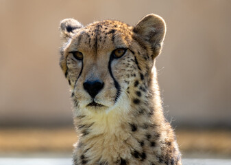 close up shot of a cheetah