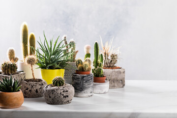 Collection of various cactus and succulent plants in different pots.