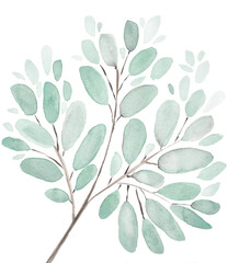 Leaves and branches watercolor illustration background. Hand painted floral elements set. Watercolor botanical illustration. Eucalyptus, olive, green leaves.
