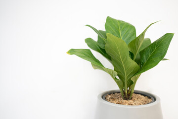 Fototapeta premium plant in a pot