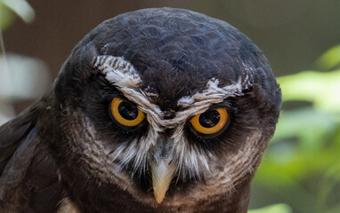 eyse of a spectacled owl