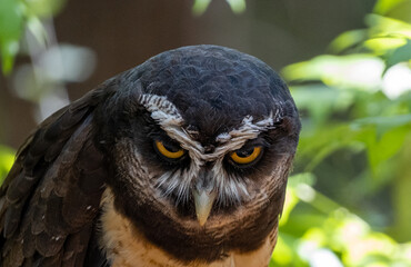 Eyes of the spectacled owl