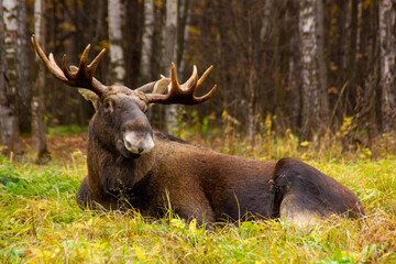 Naklejka na ściany i meble Elk has a rest in the woods