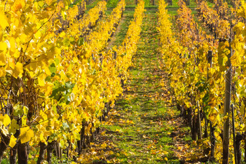 Naklejka premium Gelbe Reben Herbst