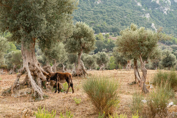 Olive grove in the Tramuntana mountains with donkey standing by an old tree