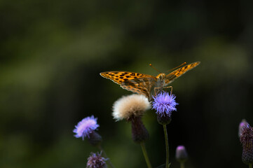 Silver-washed fritillary butterfly in the wild macro close up