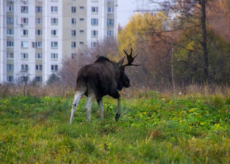 elk in the city