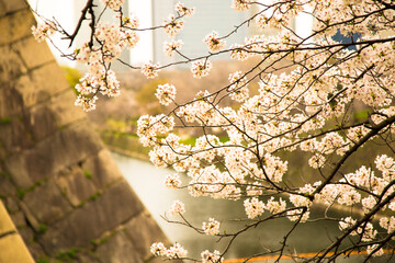 Cherry blossoms in the evening in Osaka_04