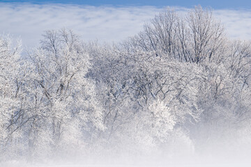 Hoarfrost encases a forest of bare trees in fog on a frigid winter morning, Michigan, USA
