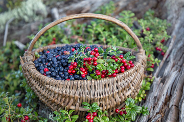 Fototapeta na wymiar Forest berries in a basket. Harvesting blueberries and lingonberries for the winter