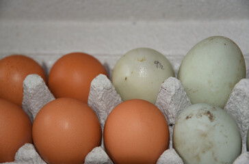 FOOD- Fresh Eggs Directly From the Farm