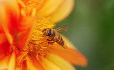 bee on yellow flower