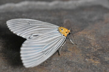 Fototapeta na wymiar Macro shot White and Yellow Moth, Night Butterfly