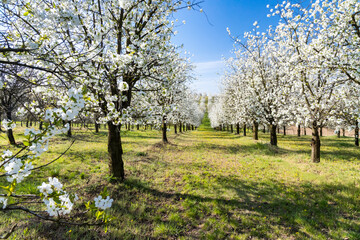 flowering cherry orchard near Cejkovice, Southern Moravia, Czech Republic
