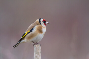 Chardonneret d'Europe
