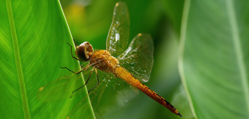 dragonfly on a green grass