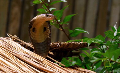 snake in the grass