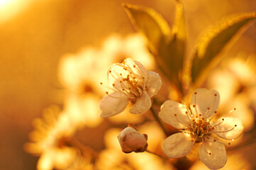 apple flower macro in sun lights