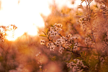 a twig of cherry blossoms at sunset