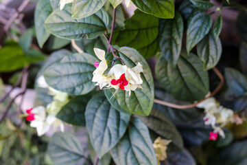 Beautiful garden flowers found in southern Brazil.