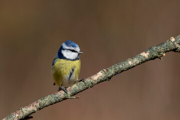 Mésange bleue
