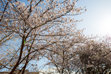 Cherry blossoms basking in the sun in Osaka_11