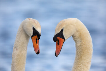 Fototapeta premium Cygnes