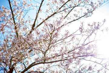 Cherry blossoms basking in the sun in Osaka_10