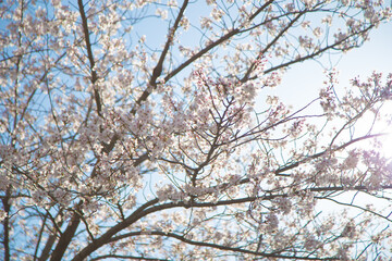 Cherry blossoms basking in the sun in Osaka_09