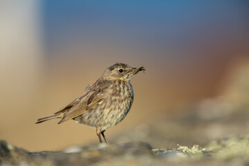 Pipit maritime
