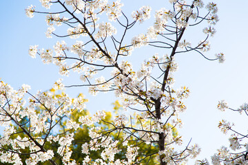 Cherry blossoms basking in the sun in Osaka_02