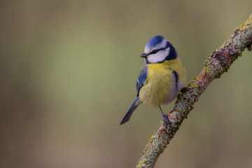 Mésange bleue