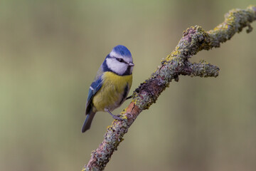 Mésange bleue